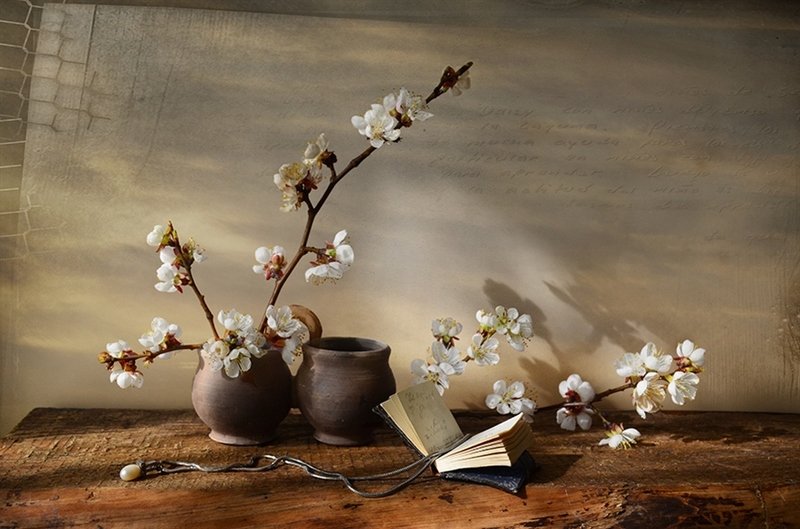 Весна ветви абрикоса натюрморт история  Тепло полустертых строк фото превью