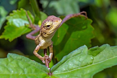 Animal in the garden