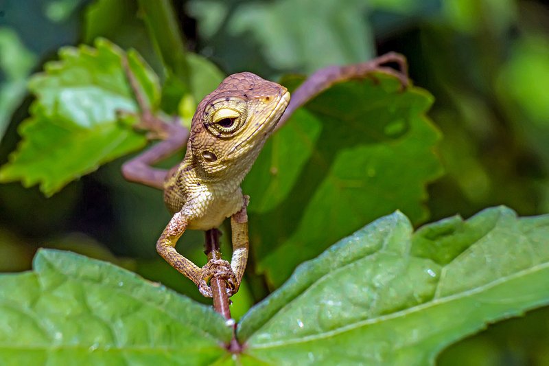 Animal in the garden фото превью