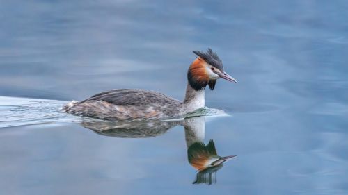 БОЛЬШАЯ ПОГАНКА
