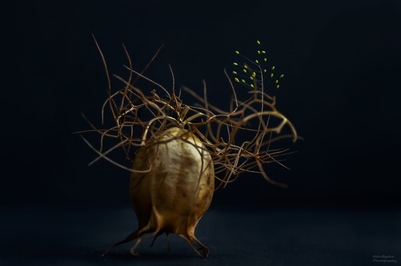 макро, природа, растения, цветы, кладка, насекомые, macro, nature, plants, flowers, laying, insects, Чудо-юдо фото превью