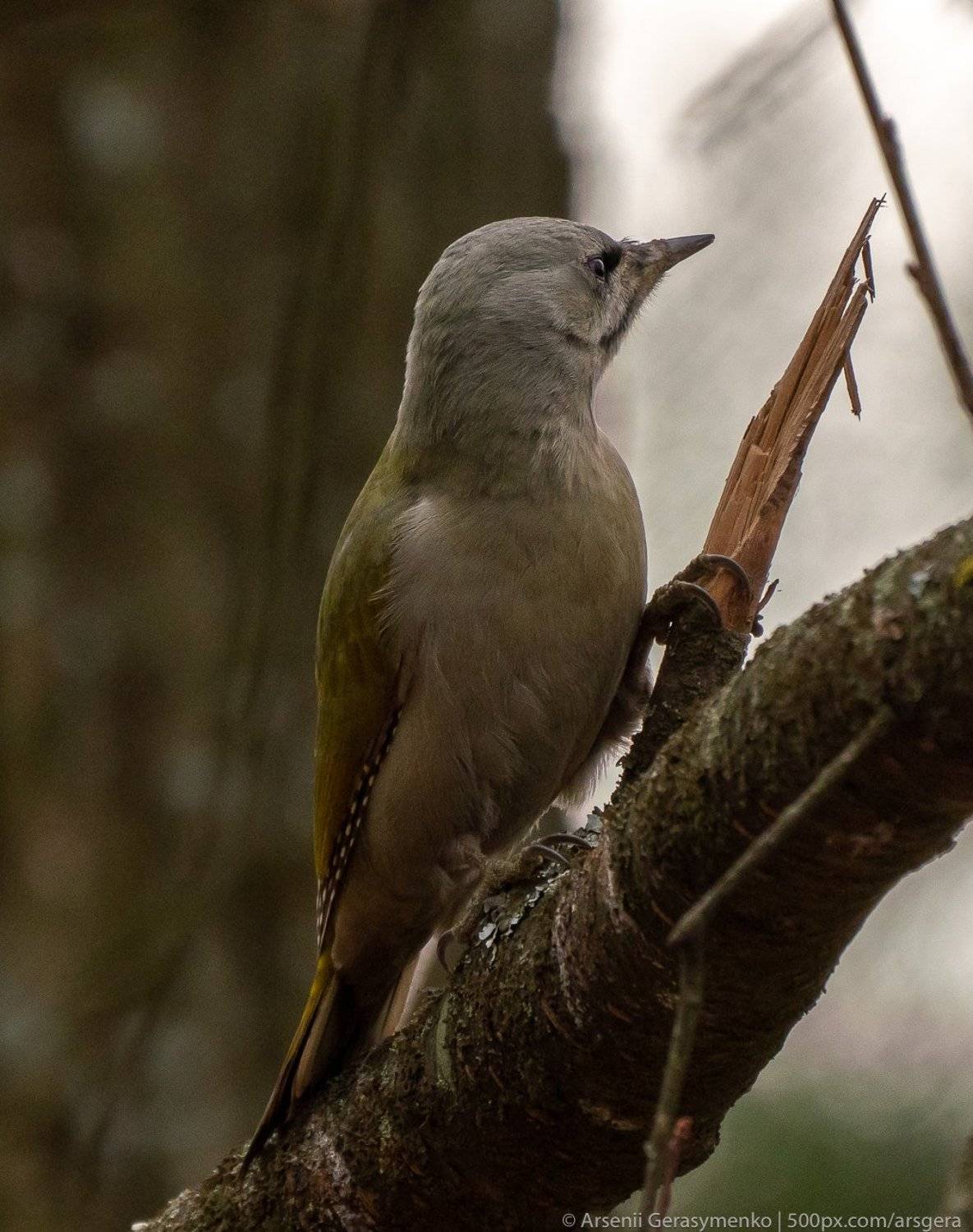 picus canus, europe, forest, wildlife, birdwatching, female, gray, wildlife ukraine, sitting, closeup portrait, grey-faced woodpecker, nature, animal, bird, pecker, piciformes, picidae, winter, tree, green, grey-headed, canus, branch, woodpecker, picus, l, Арсений Герасименко