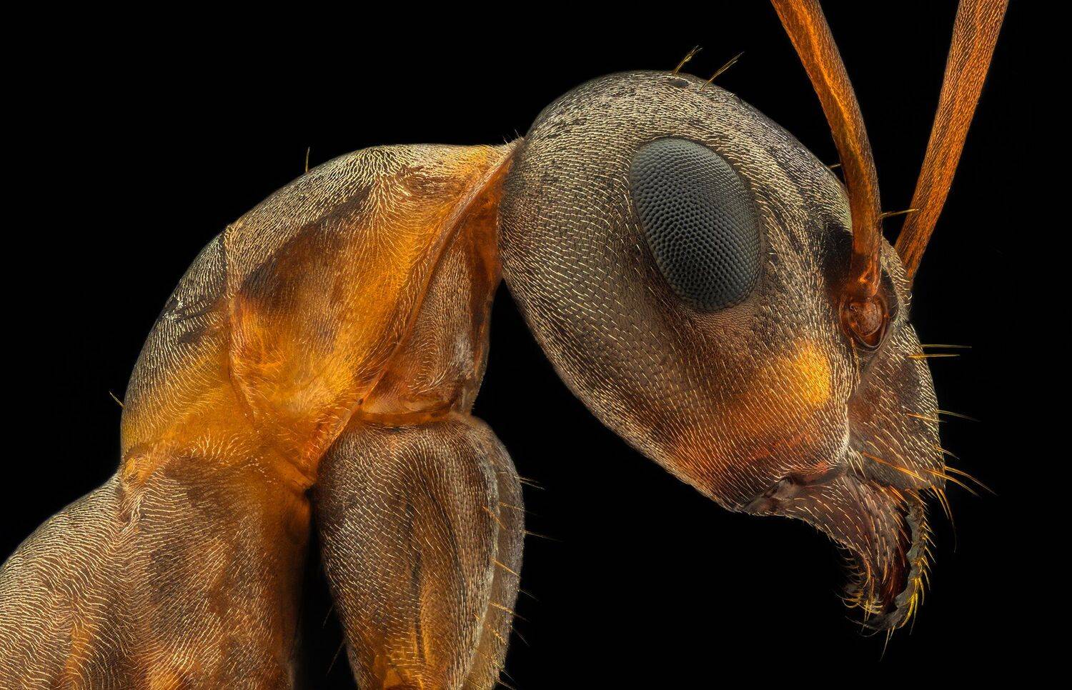 ceclii, macro, extrememacro, nikon d3400, semiplan 6.3, Tsvetan Ganev