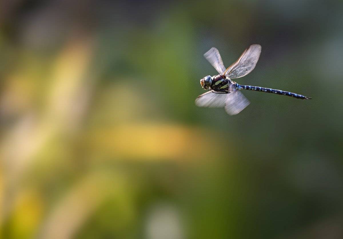 стрекоза коромысло полет сентябрь, Евгений Слободской