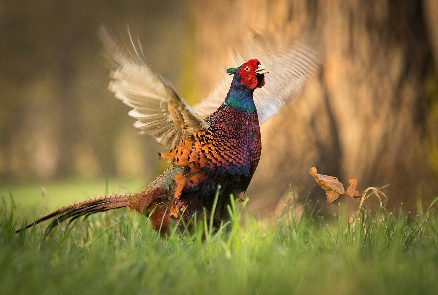 Pheasant. Автор: Robert Adamec , Robert Adamec