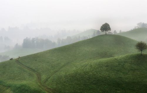 Туманное утро