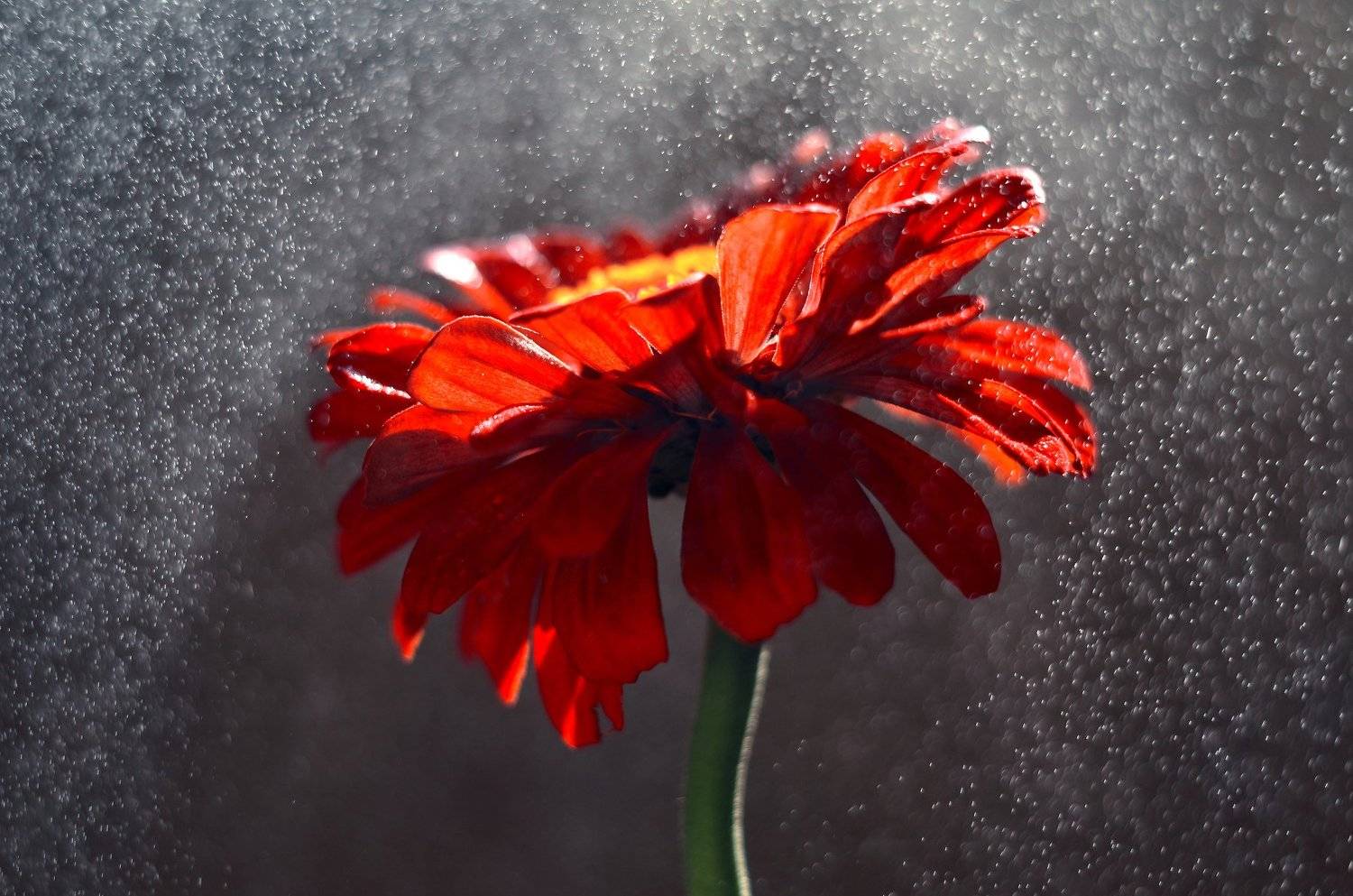 цветы, лето, свежесть, pentacon, закат, вода, брызги, волшебство, nikon,, Эля Draw