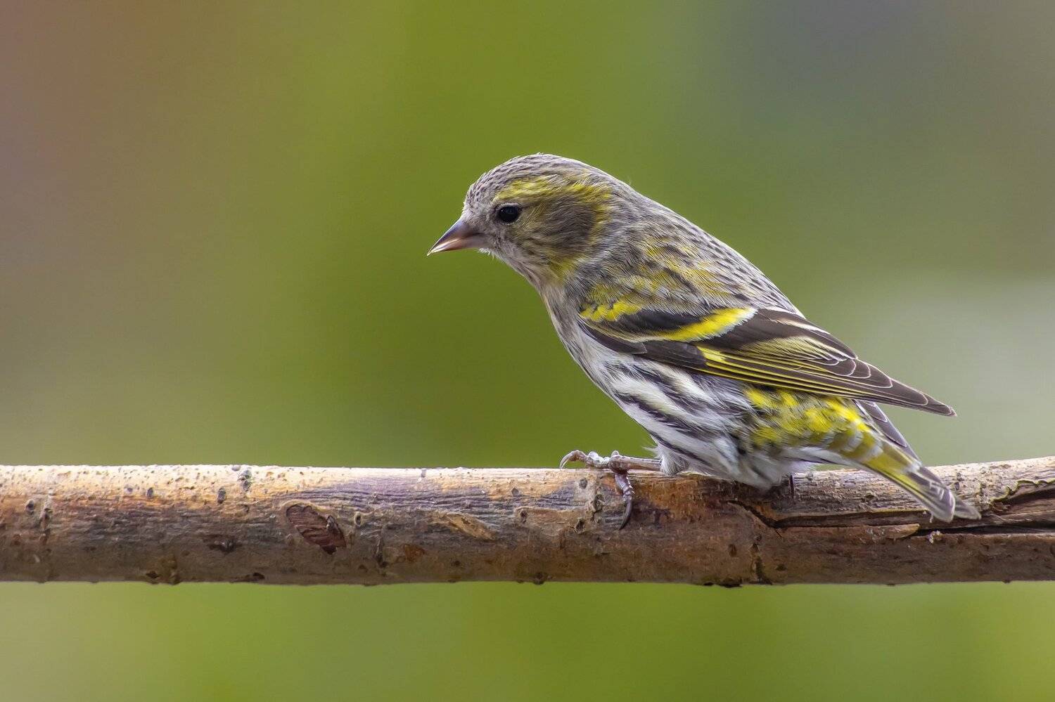 birds, Krzysztof Kozlowski