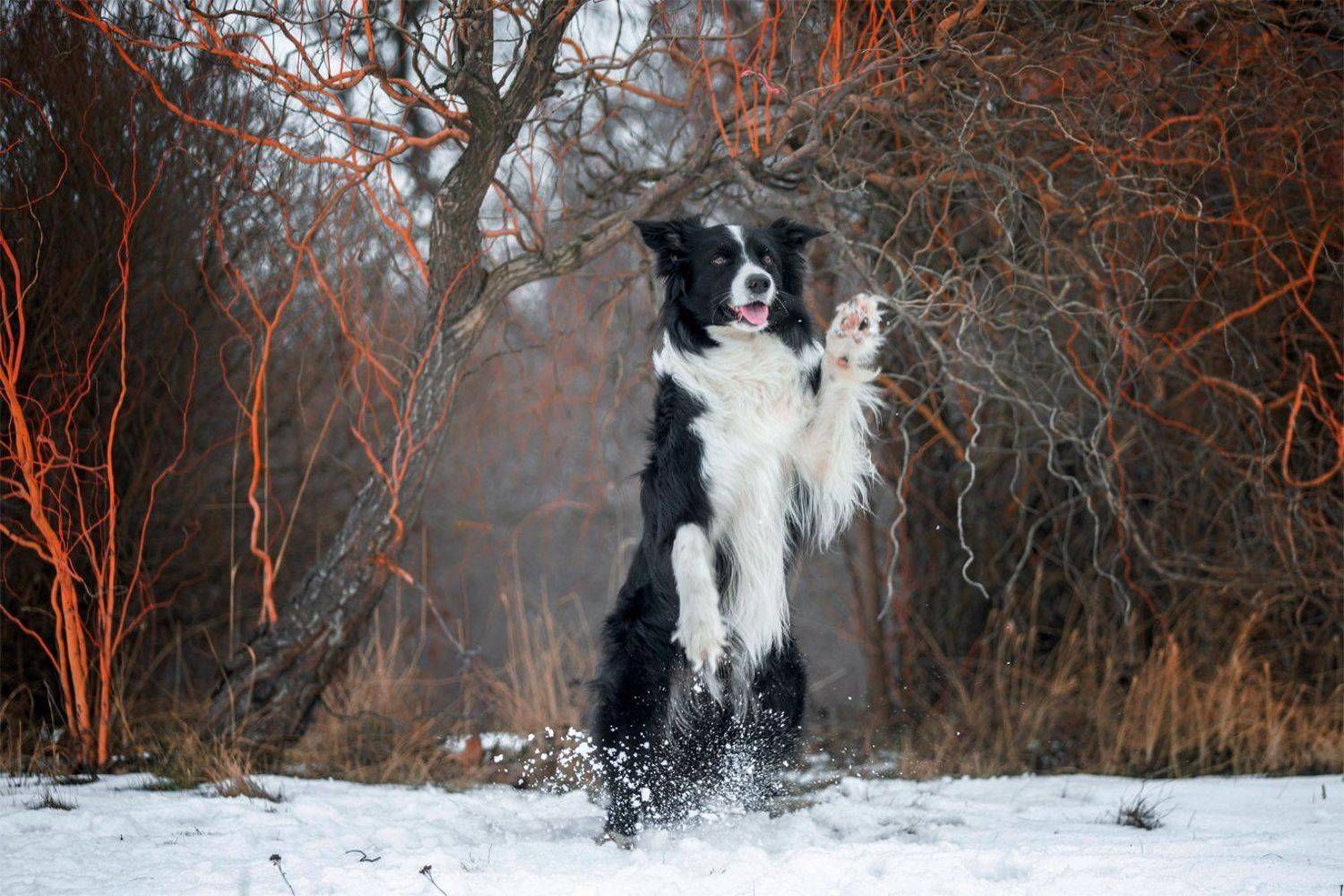 , Андрей Ершов