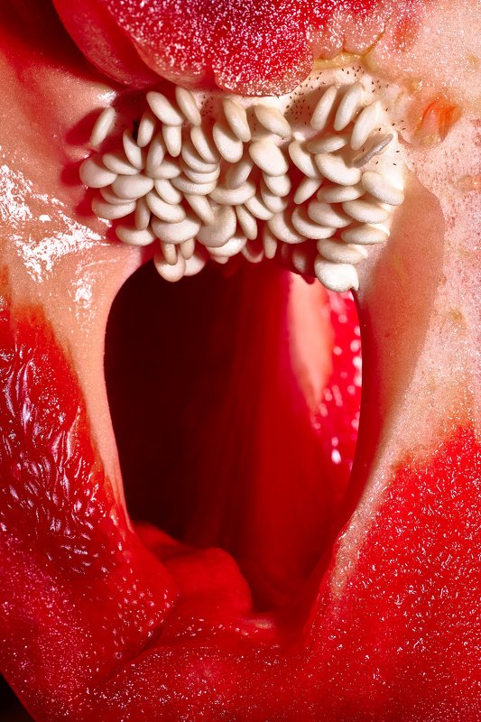южный урал,оренбургская область, орск, новотроицк, Vagina Capsicum фото превью