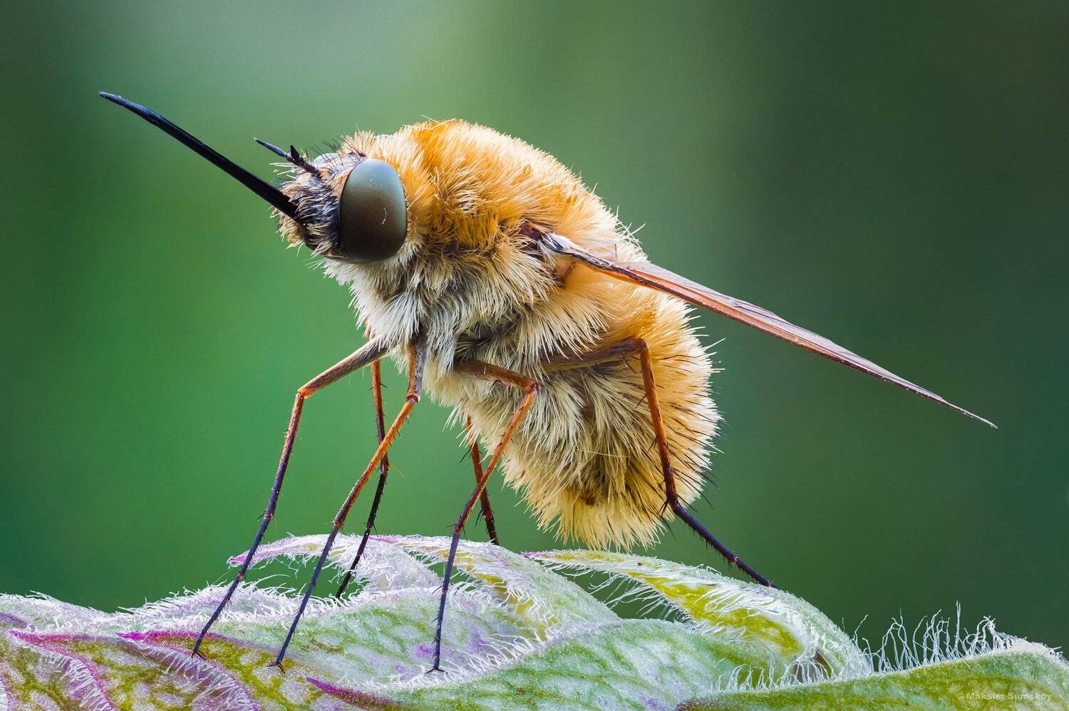макро,стекинг,вега-11у, Максим Сумской