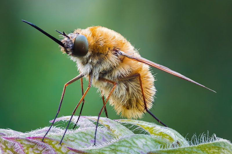 Жужа фото превью
