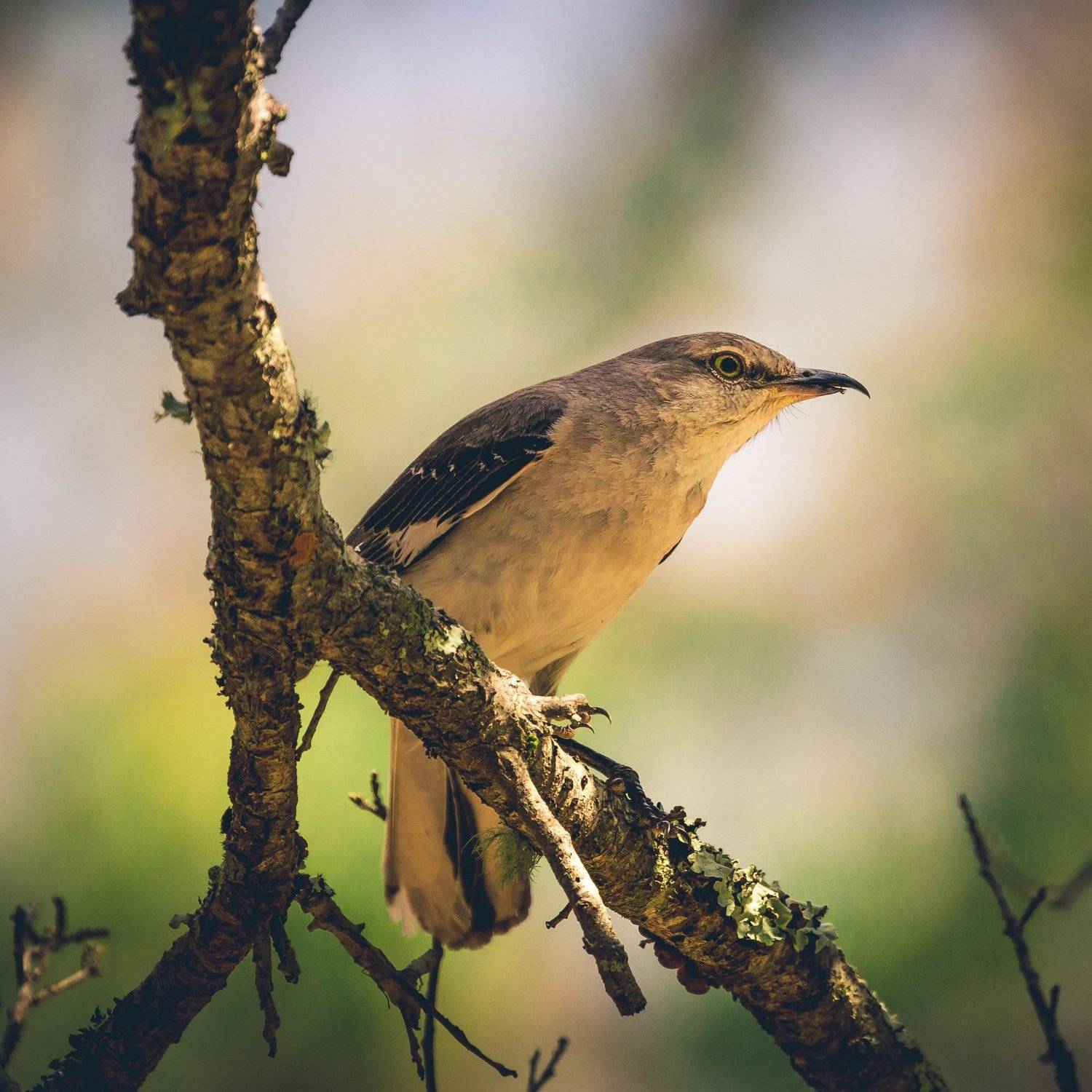 , Илья Данилов