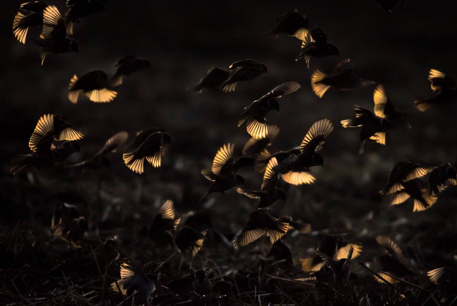 полевые воробьи, Passer montanus, стая птиц, контровый свет, декабрь, бесснежная зима, птицы зимой, полевые птицы, крылья птиц, птицы в полёте, много птиц, Ксения Соварцева