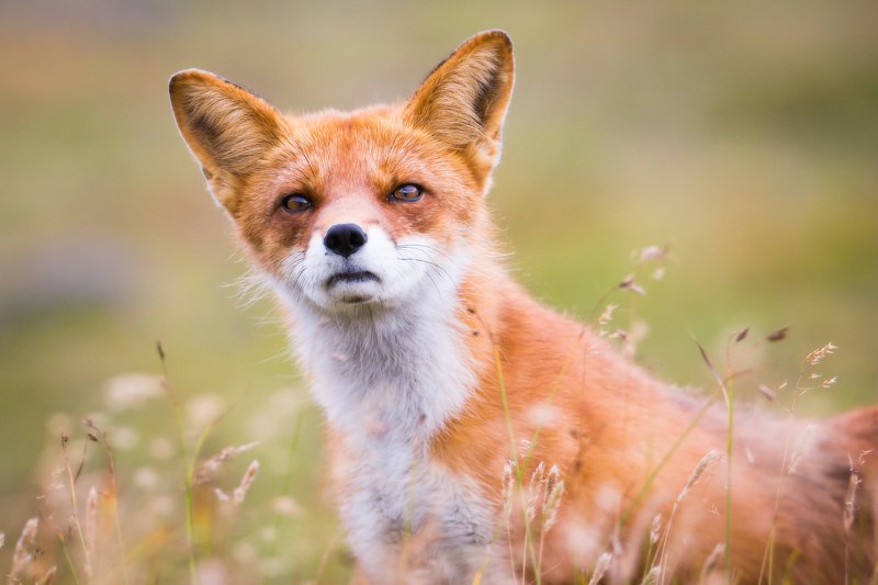 лис, дикая природа, портрет животного, камчатка, лиса Борзота фото превью