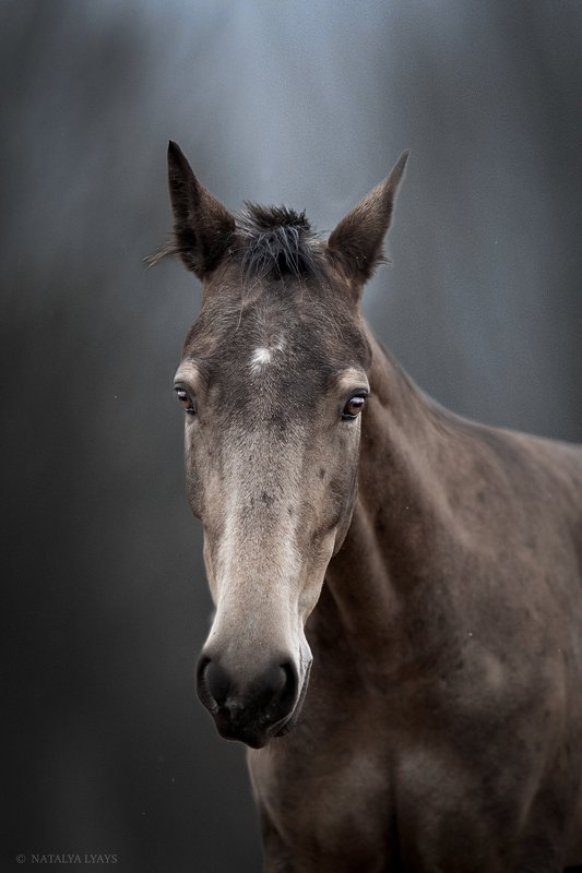 В левадах фото превью