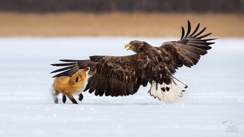 Противостояние. фото превью