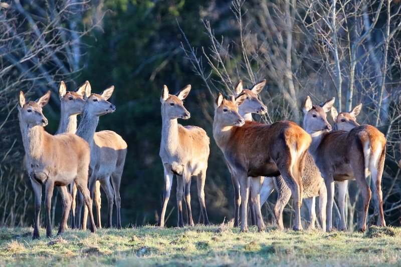 111 111 фото превью