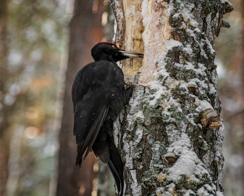birds, птица, желна, чёрный дятел, дерево, Желна.. фото превью
