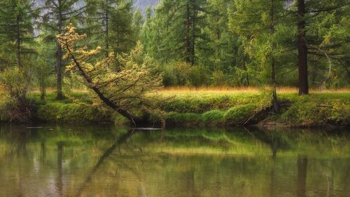 Утро в лесу.