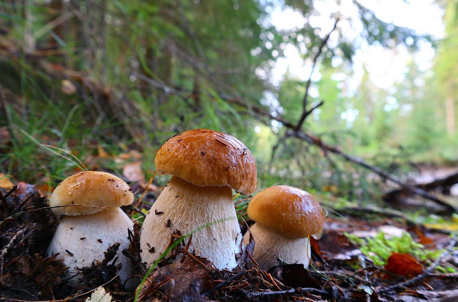 белые грибы, Александр Зорин