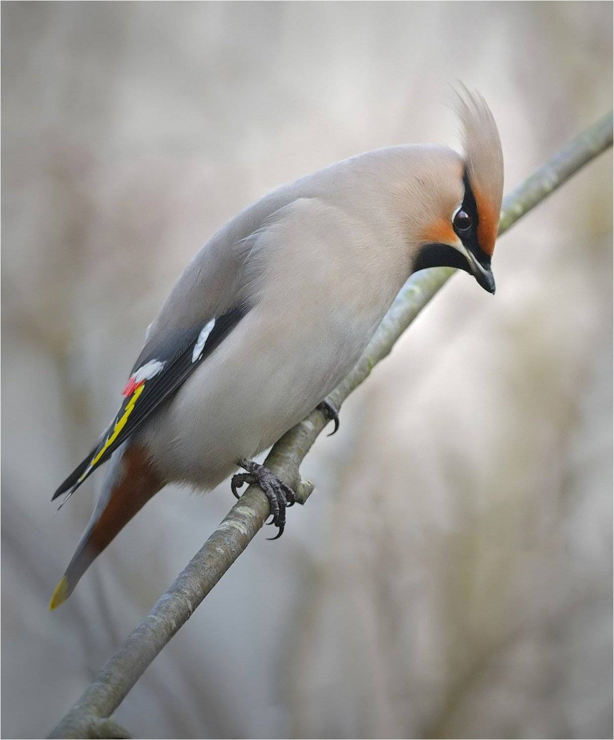 свиристель, Андрей Медведев
