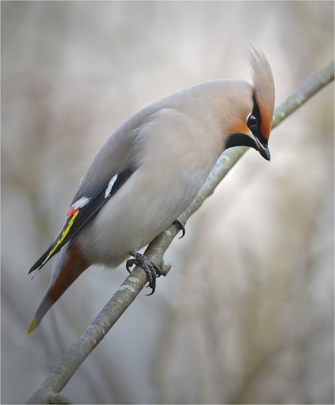 свиристель *** фото превью