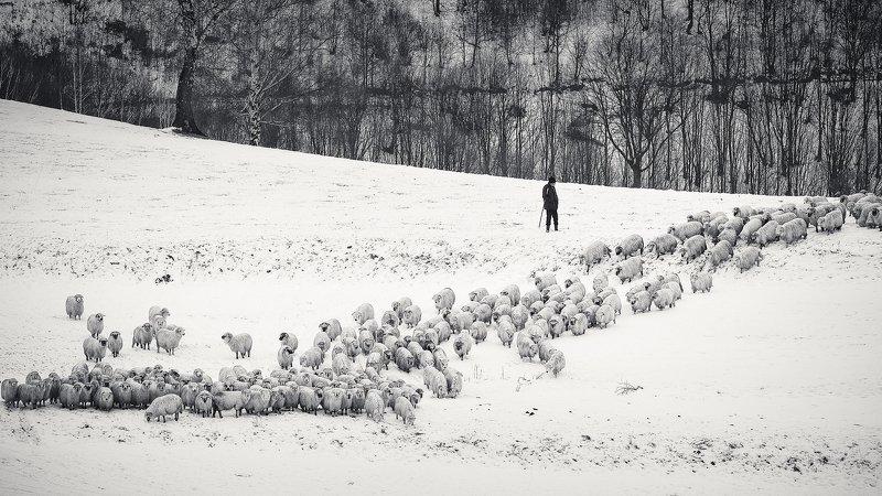 dream,landscape,alexandrucrisan,nature,scenery,countryside,far,away,romania,dreamland,magic,sound,lonely,mountain,myromania,forest,trees,winds,hill,tree,white,poem,haiku,minimalism,minimal,winterscape,fence,sheep,shepherd,wolf,disguised Still counting фото превью