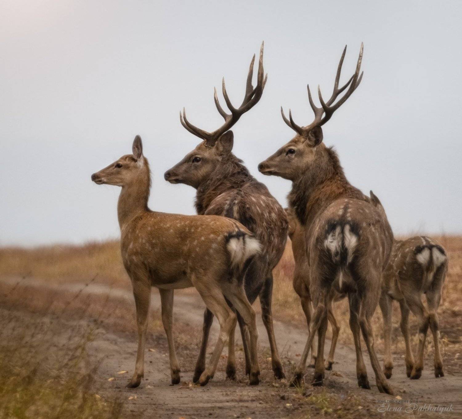 россия,парк,олени,животные,природа,wwf, фототур, анималистика,олень, Elena Pakhalyuk