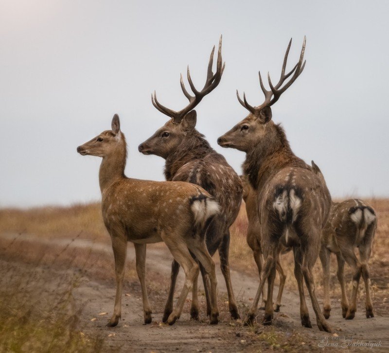 россия,парк,олени,животные,природа,wwf, фототур, анималистика,олень Оленья семья фото превью