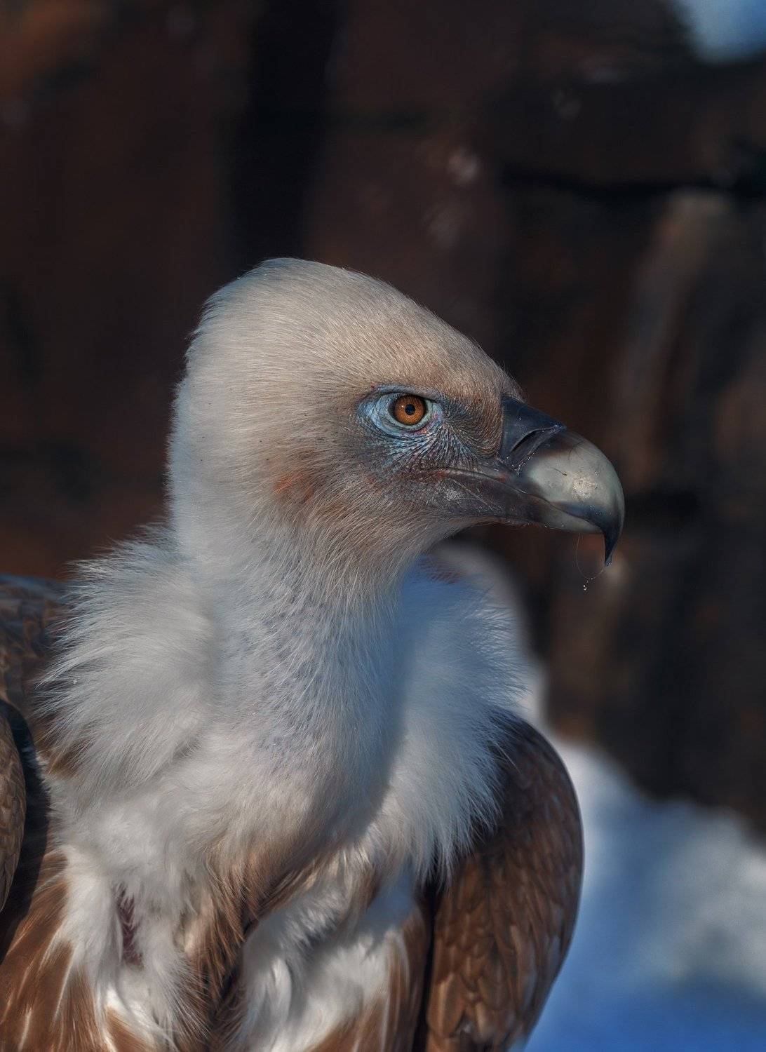 , Олег Богданов