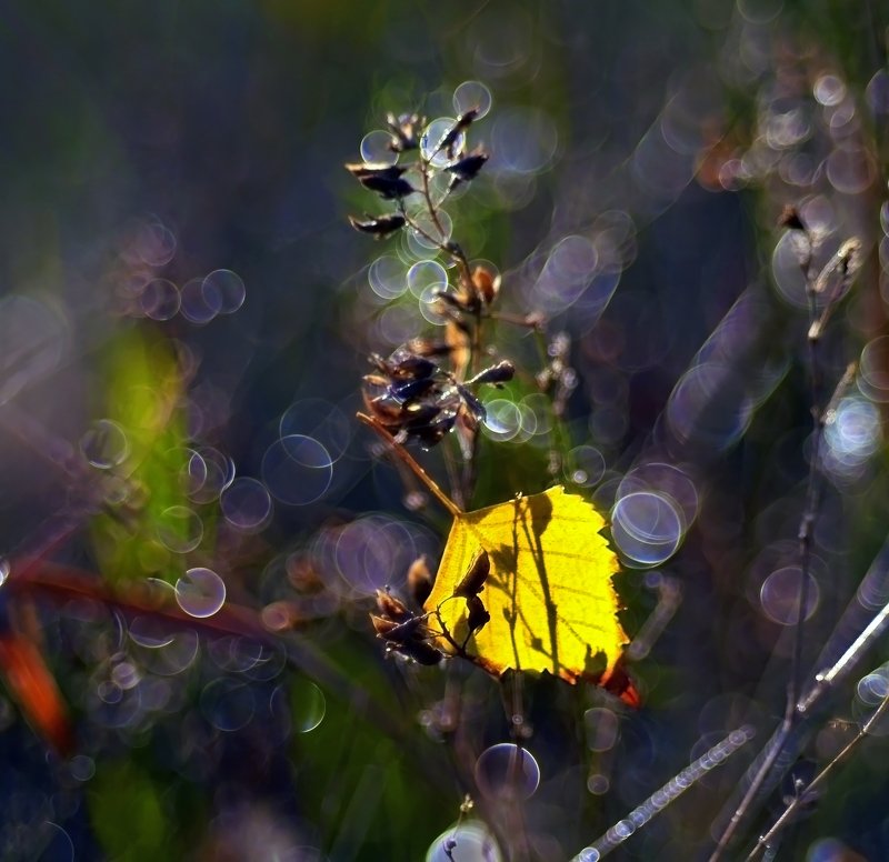 осень, лист, боке, волшебство, природа, макро, никон, россиия,  Как-то волшебной осенью фото превью