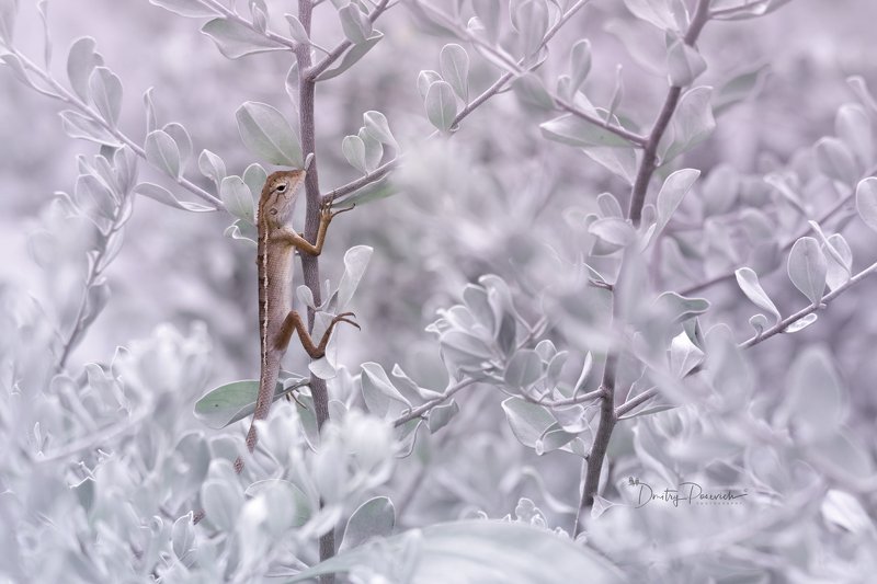 Охотница фото превью