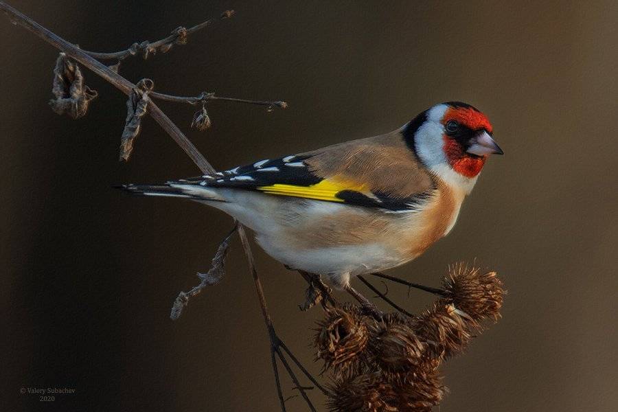 , Валерий Субачев