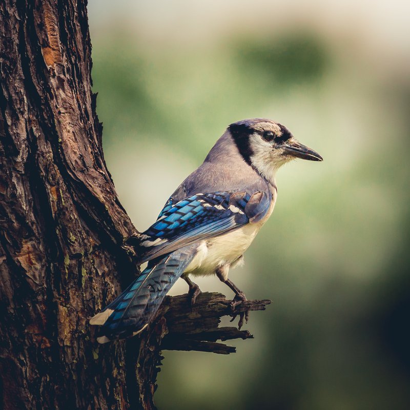 Blue Jay фото превью