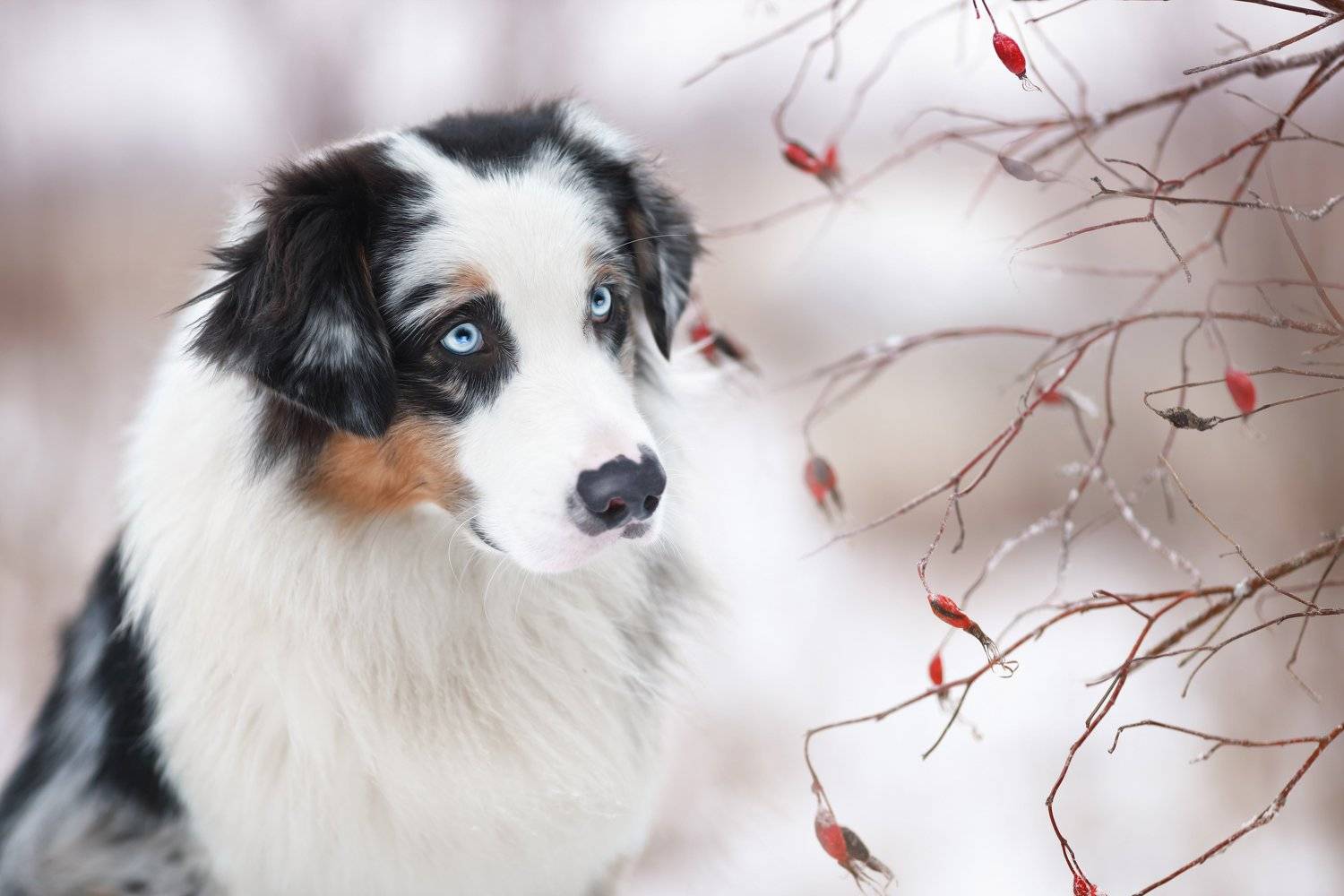 , Наталия Поникарова