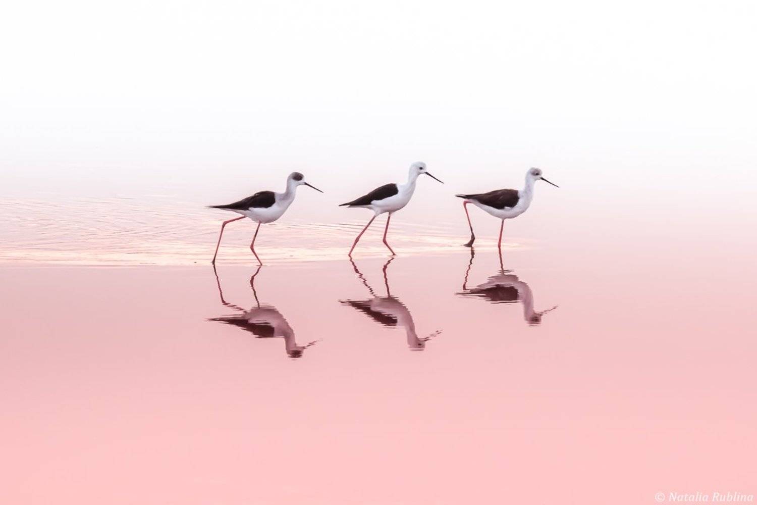 ходулочники,птицы,животные,природа,отражение,минимализм,зеркало,трио,момент, Наталья Рублина