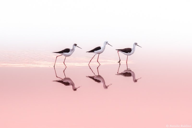 ходулочники,птицы,животные,природа,отражение,минимализм,зеркало,трио,момент Трио... фото превью