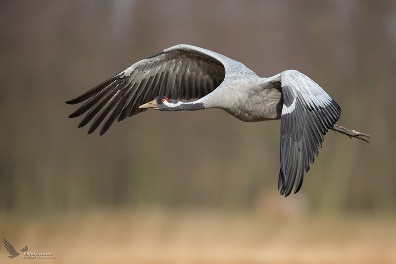 Żuraw, Common Crane (Grus grus) ... 2020r фото превью