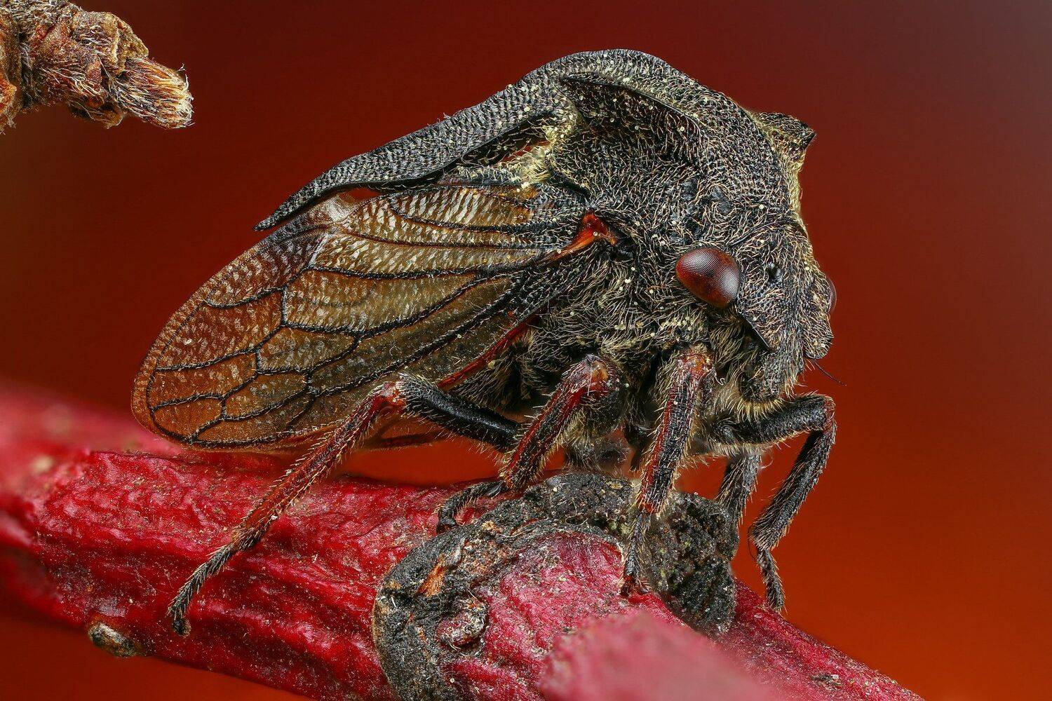 насекомое,макро,природа,красный,ветка,цвет,растение, Андрей Шаповалов