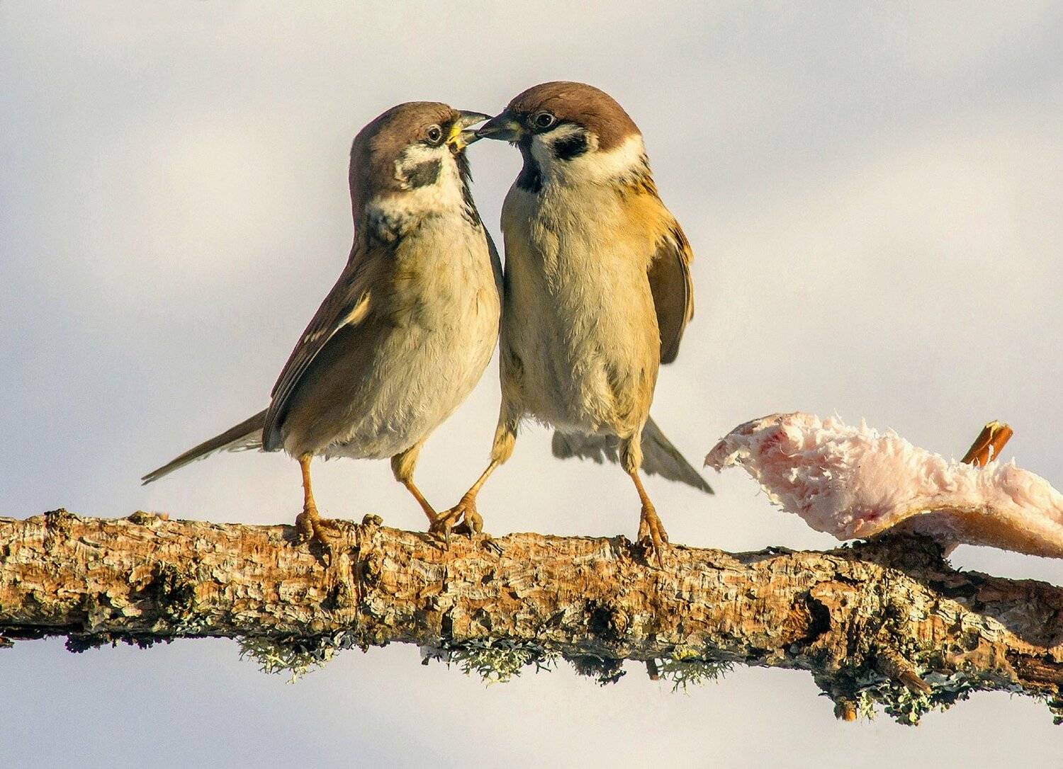 , Михаил Белоусов