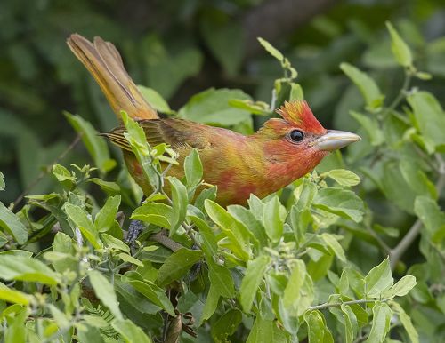 Summer tanager Juvenile male - Алая пиранга