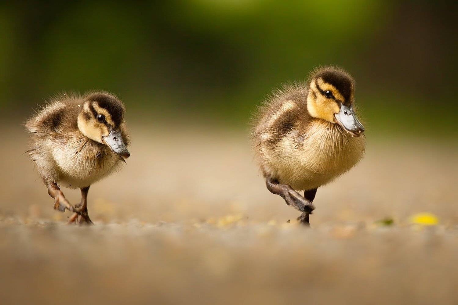 , Robert Adamec