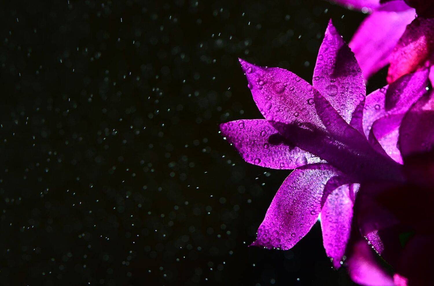 цветы, макросъемка, Юлия Абрамова