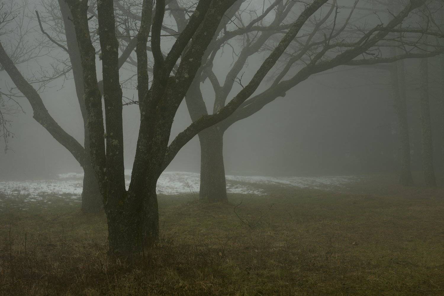 зима утро туман, Александр Жарников