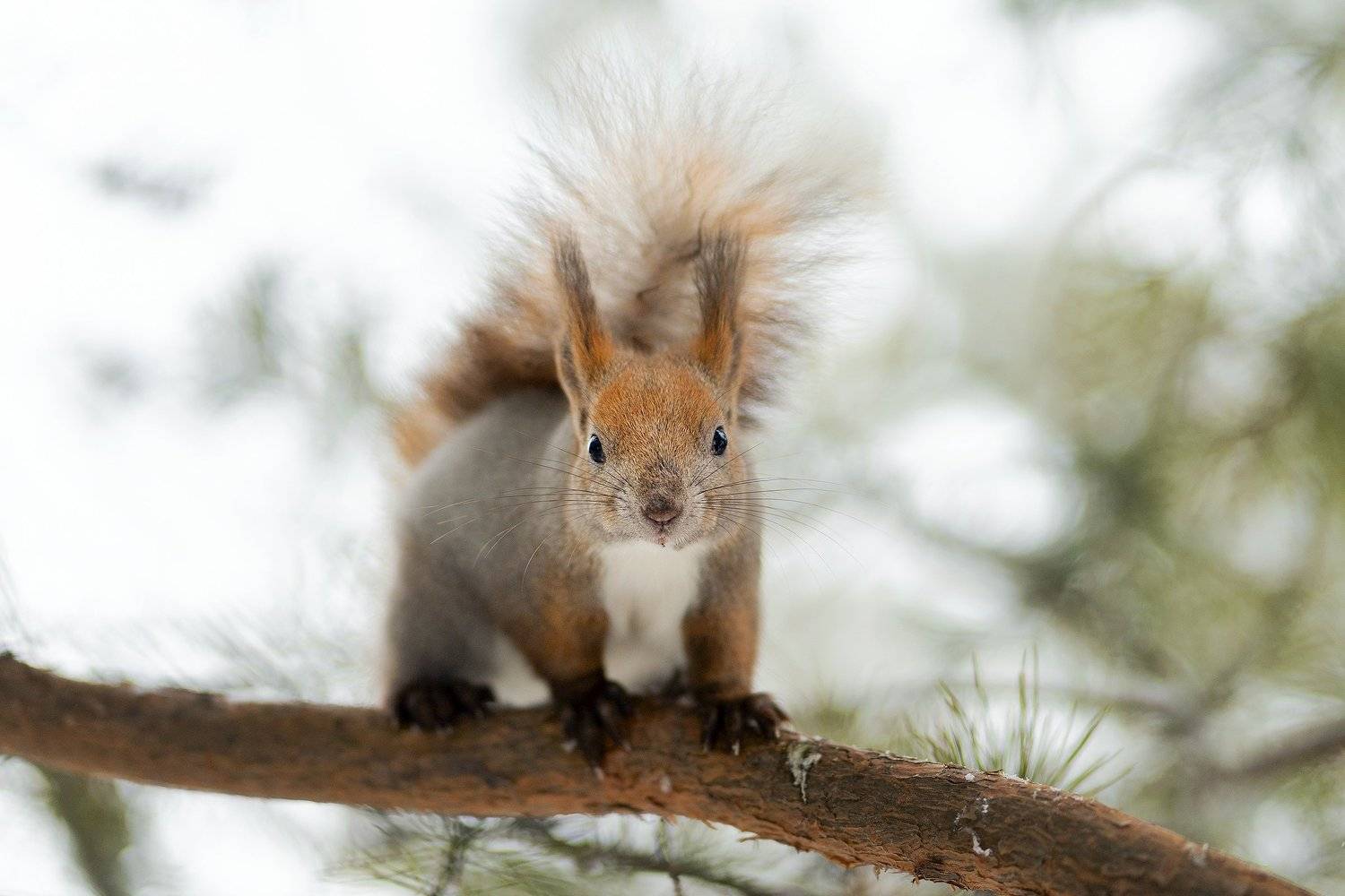 белка, Цвелёв Дмитрий