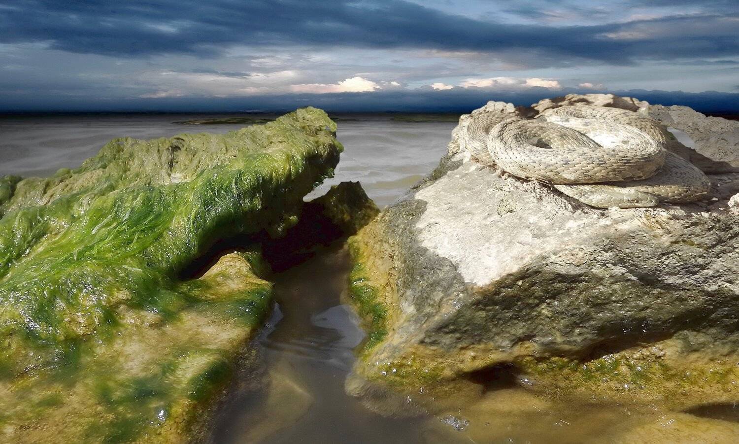 одесса, Сергей Кошелев