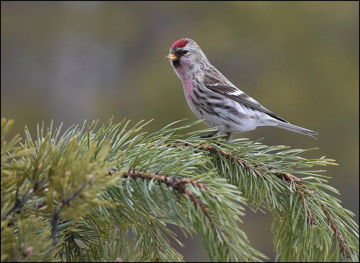чечётка,самец,молодой,сосна,бор, Иван