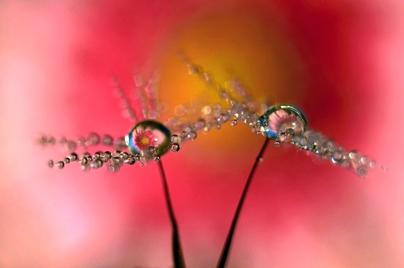 макро, капли, вода, волшебство, макро мир, макрофотография, россия, *** фото превью