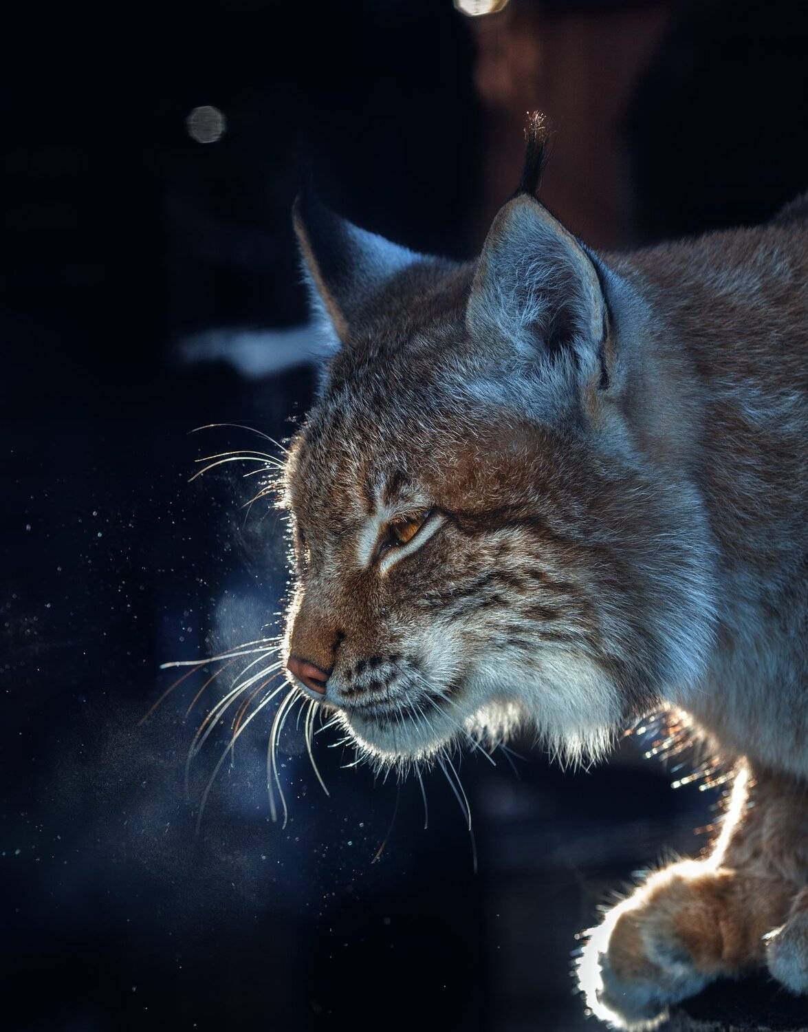 , Олег Богданов